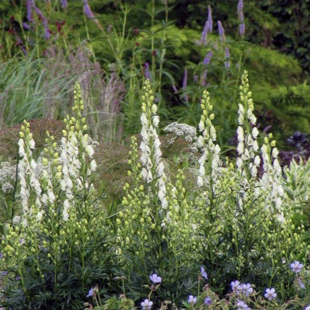 Aconitum napellus Album