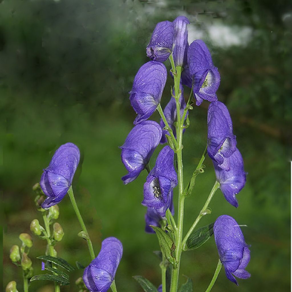 Aconite carmichaelii Arendsii ou Aconit de Carmichael