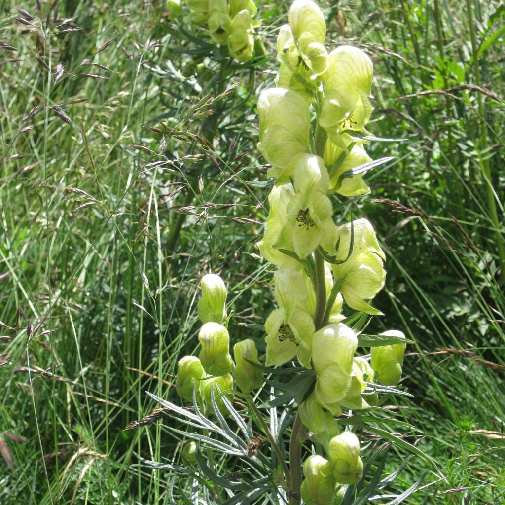 Aconitum anthora - Acónito de los Alpes