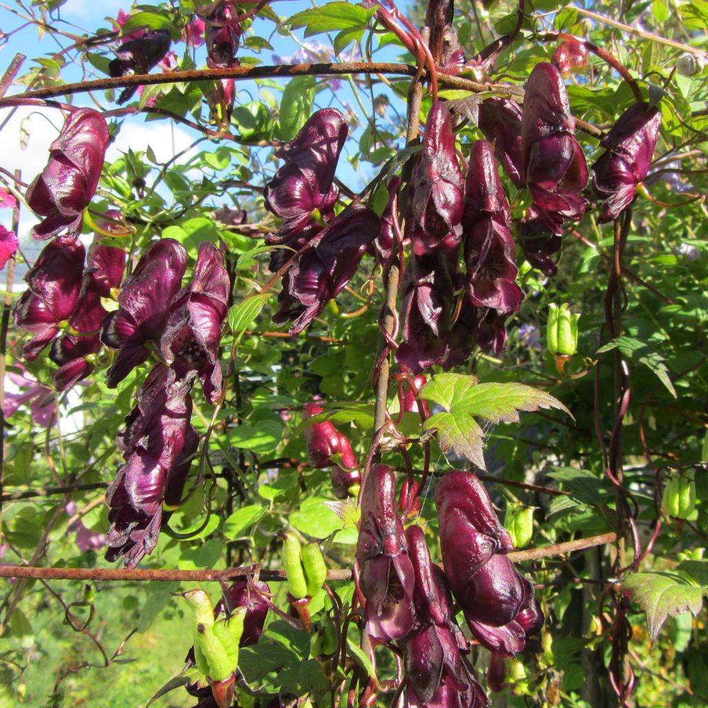 Aconitum hemsleyanum Red Wine