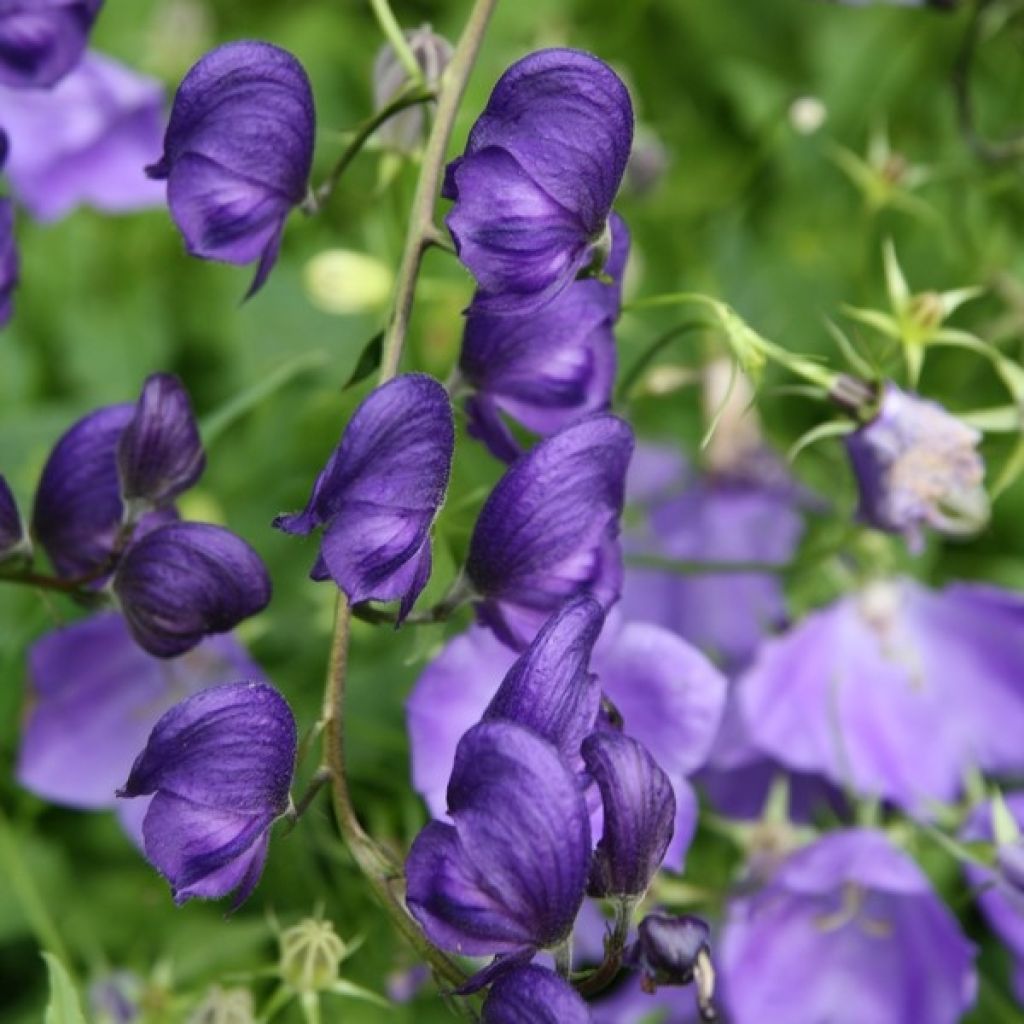 Aconitum napellus