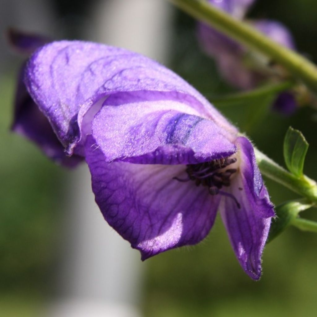 Aconitum napellus