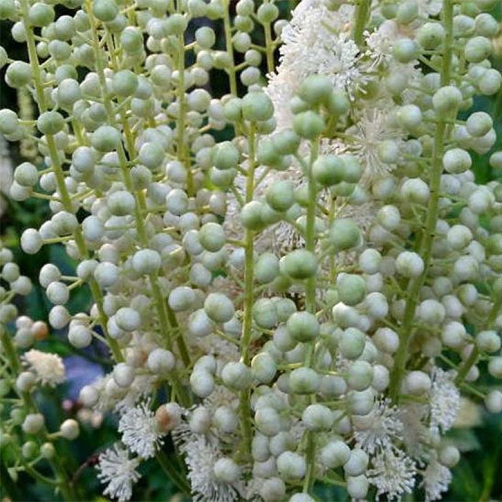 Actaea dahurica