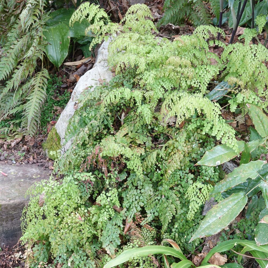 Adiantum venustum - Culantrillo