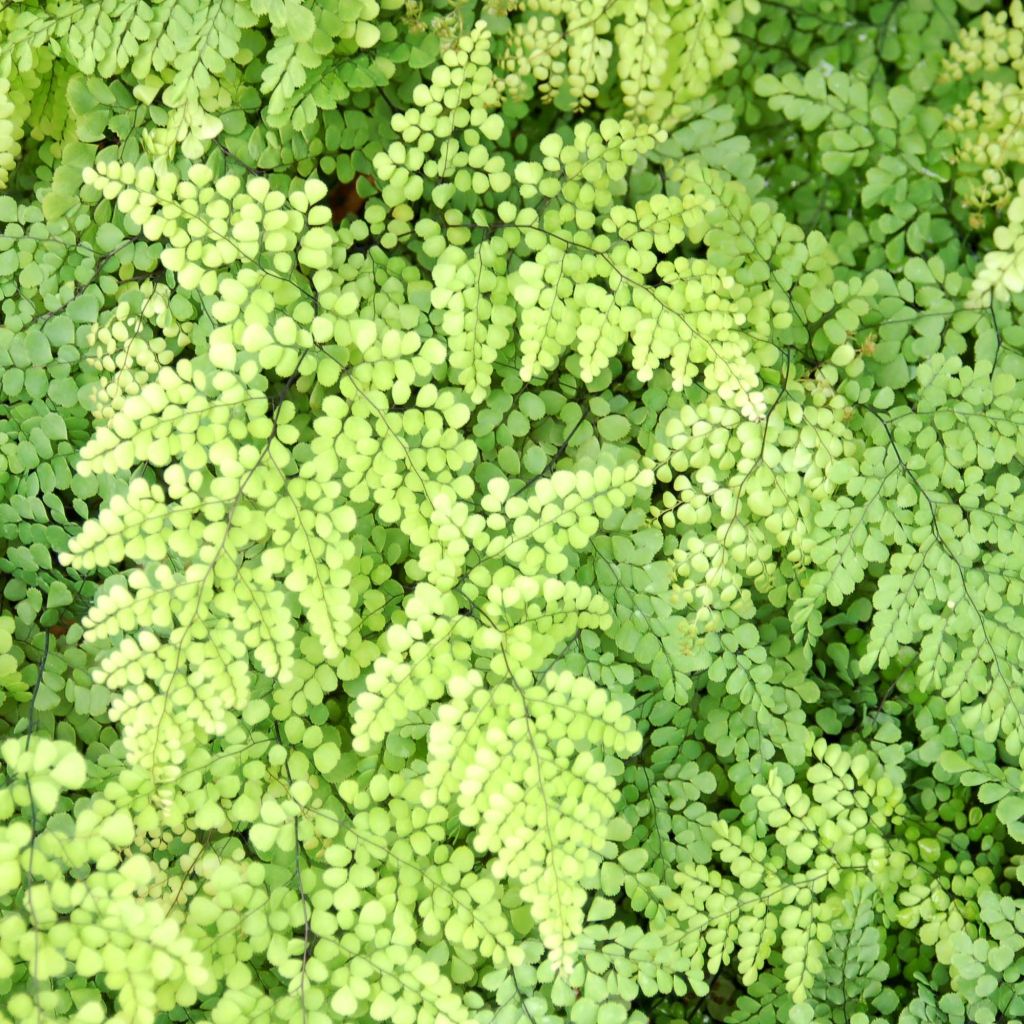 Adiantum venustum - Culantrillo