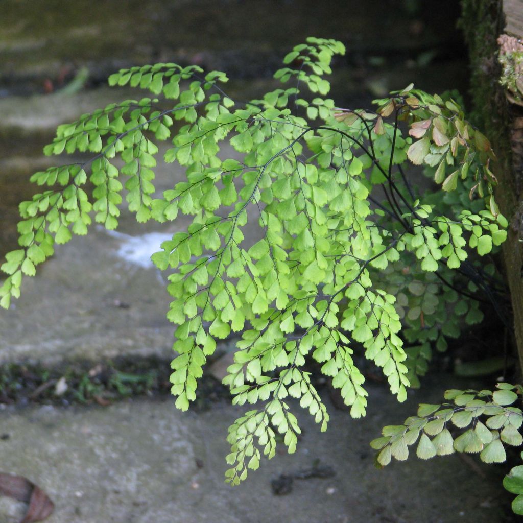 Adiantum venustum - Culantrillo