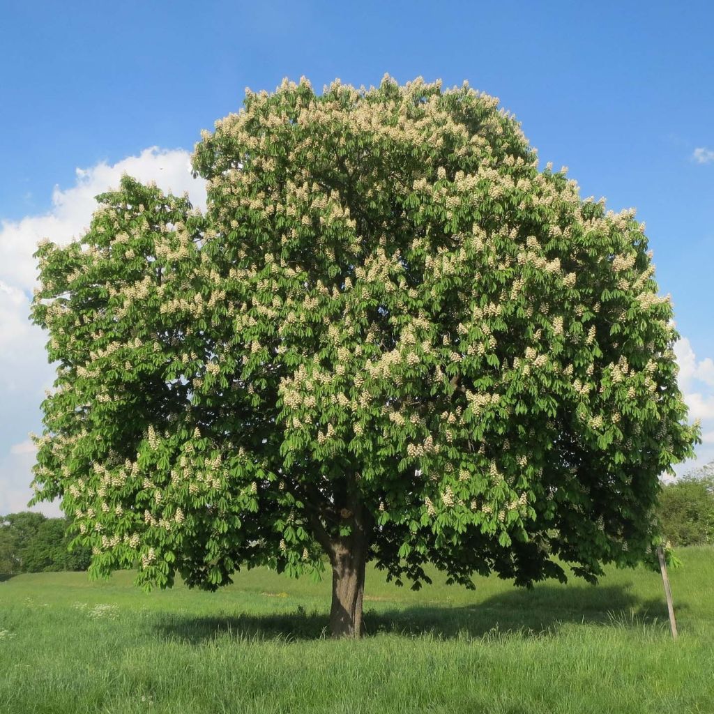 Aesculus hippocastanum - Castaño de Indias