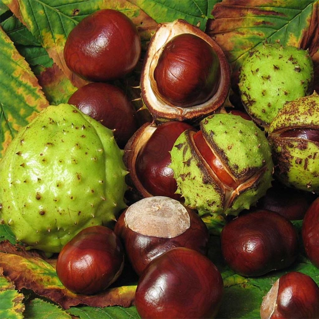 Aesculus hippocastanum - Castaño de Indias