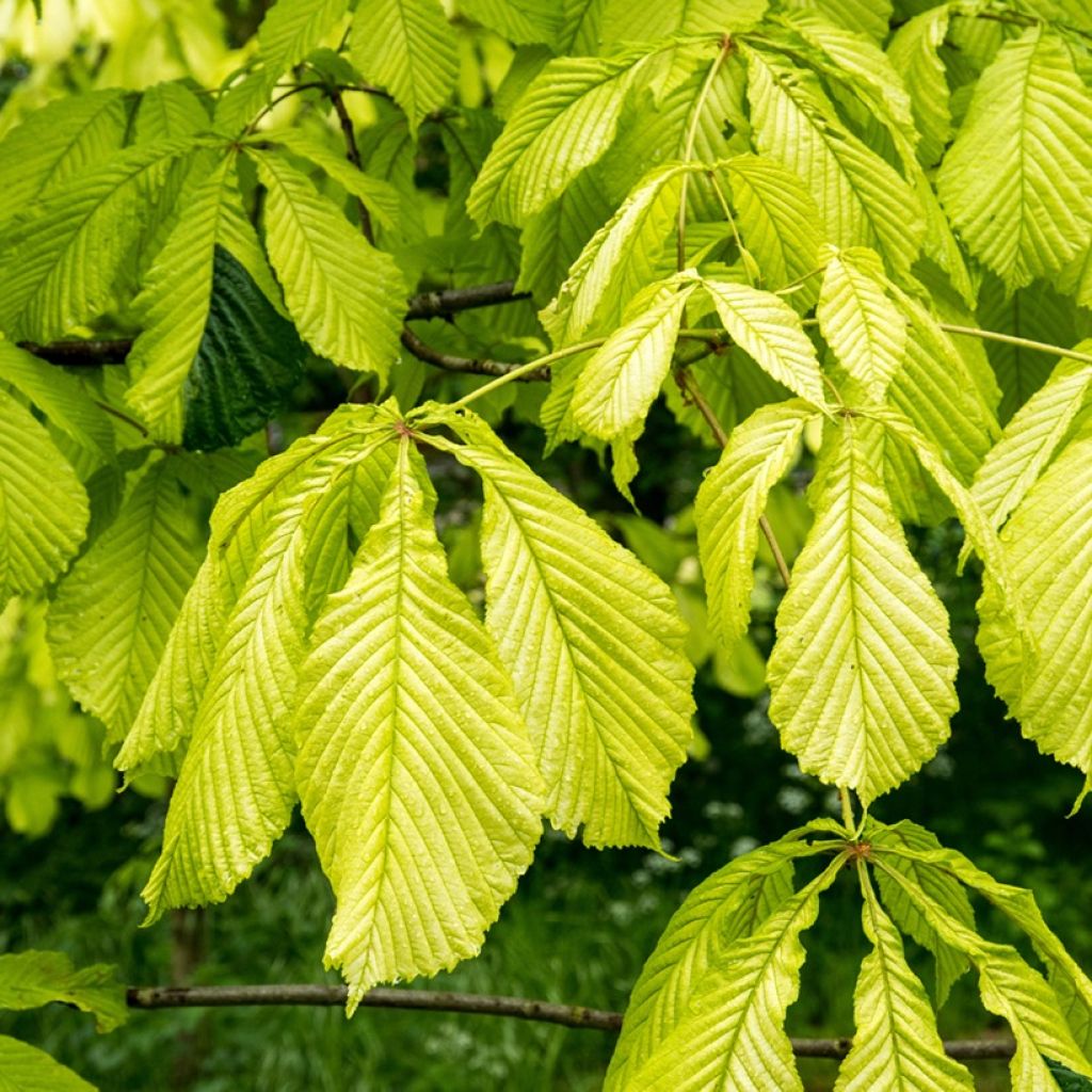 Aesculus hippocastanum Wisselink - Castaño de Indias