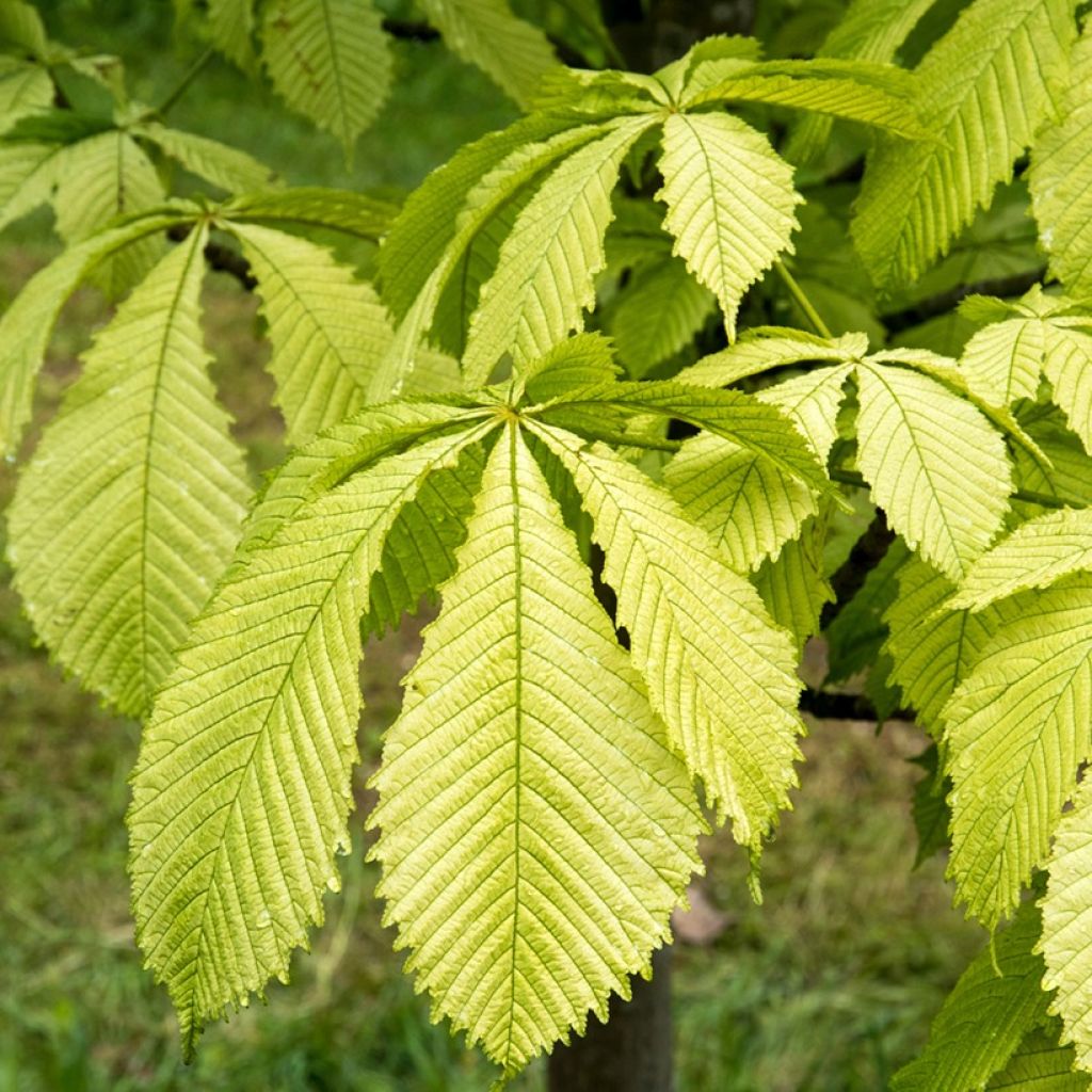 Aesculus hippocastanum Hampton Court Gold - Castaño de Indias