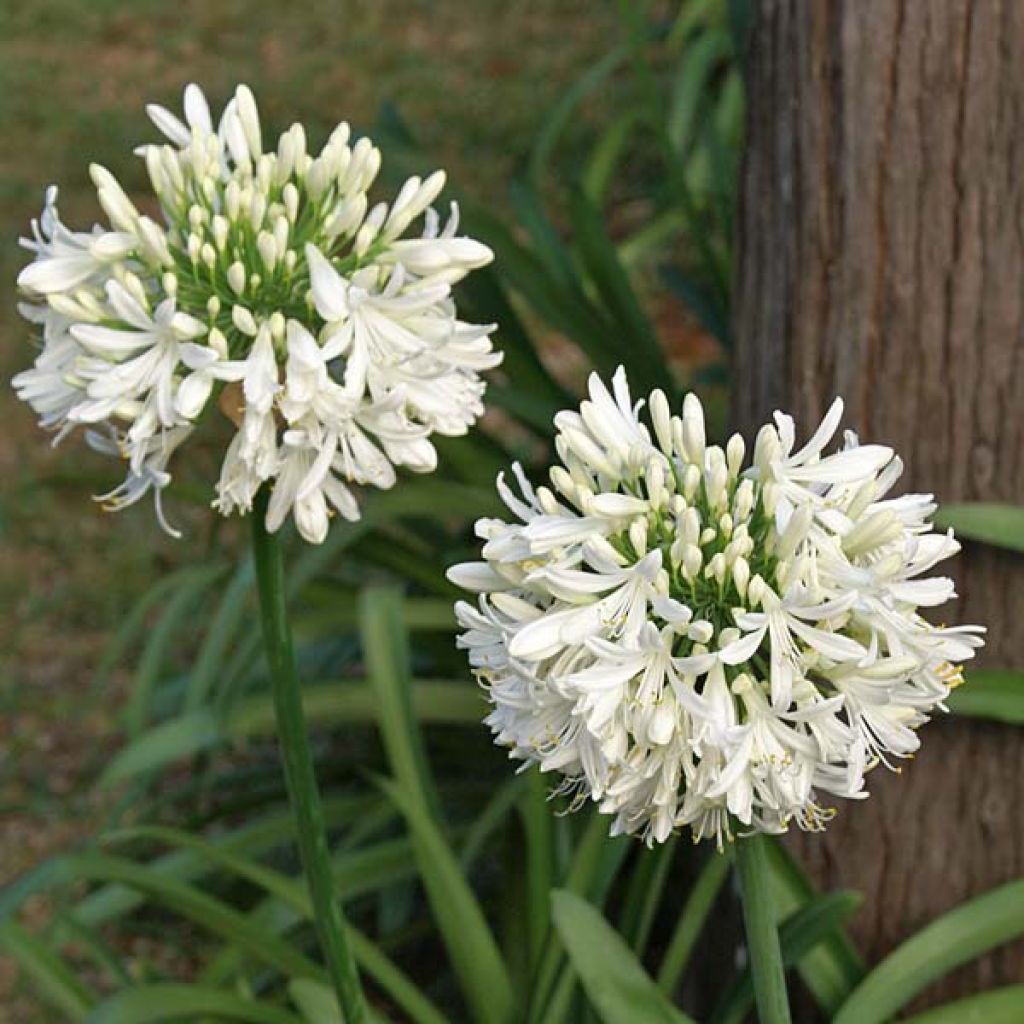 Agapanto umbellatus Albus