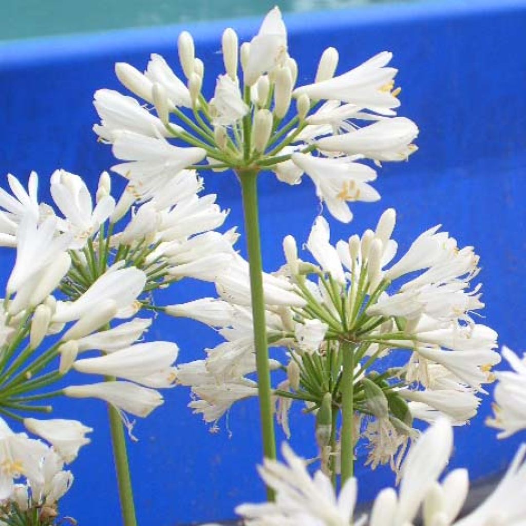 Agapanthe ou Agapanthus Windsor grey