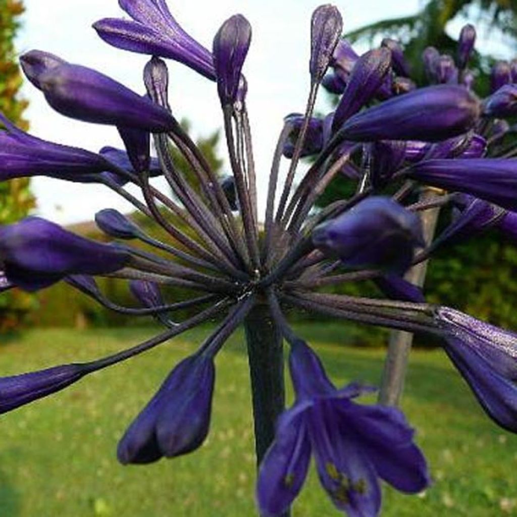 Agapanthe ou Agapanthus Back in Black