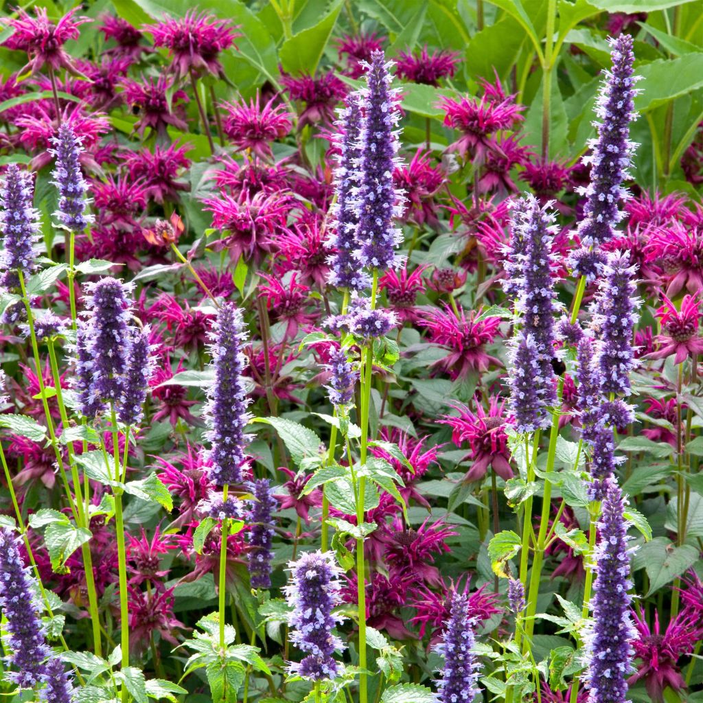 Agastache foeniculum Black Adder