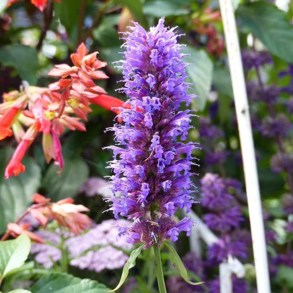 Agastache Blue Boa