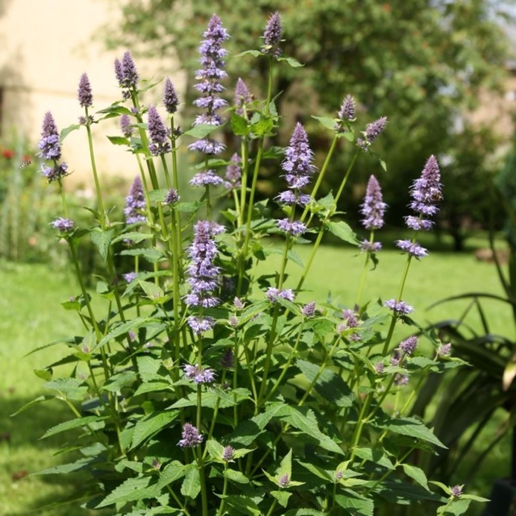 Agastache Blue Fortune