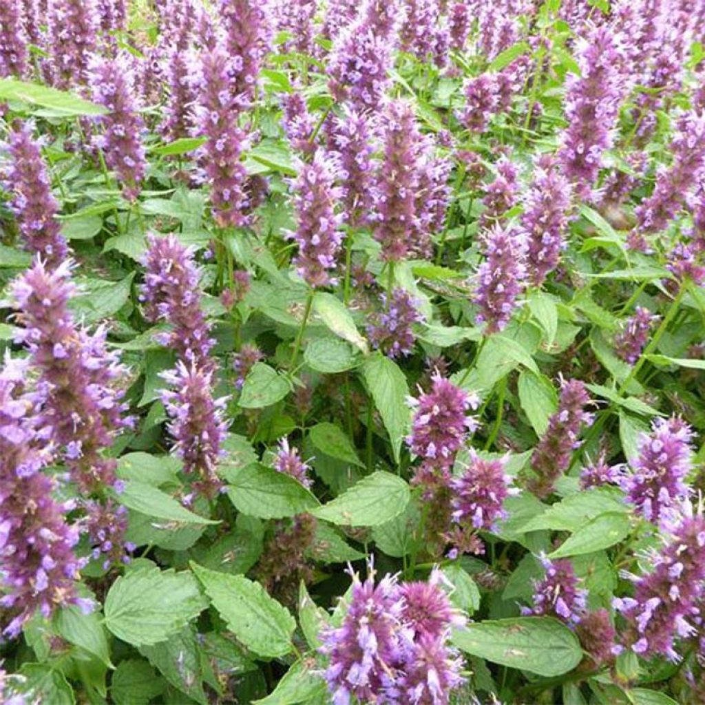 Agastache Beelicious Purple ‘Agapd’