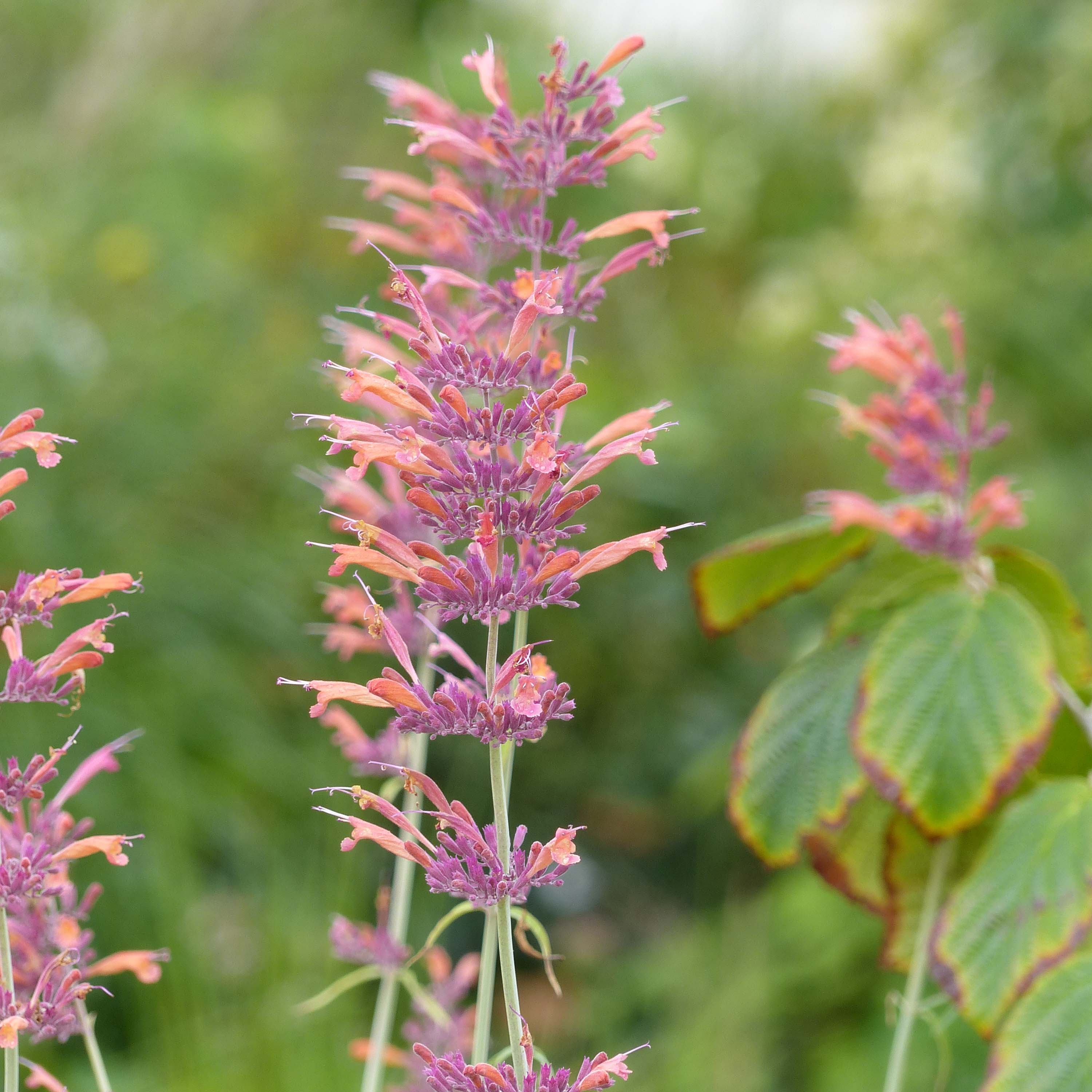 Agastache rupestris - Agastache gigante