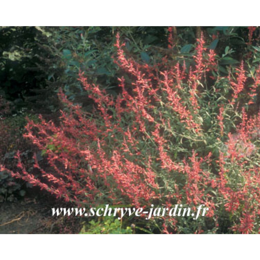 Agastache oiseau de feu