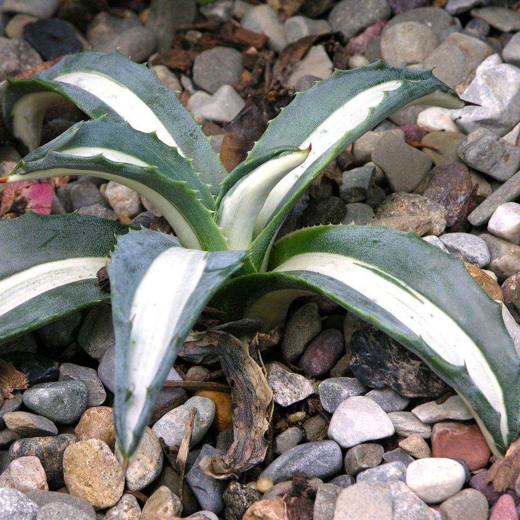 Agave americana mediopicta Alba