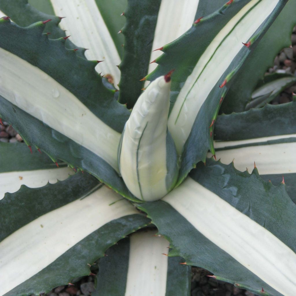 Agave americana mediopicta Alba