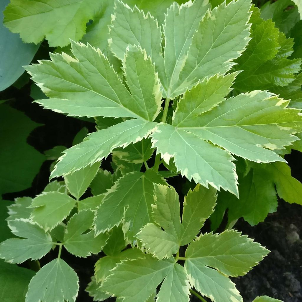 Peucedanum ostruthium Daphnis - Imperatoria