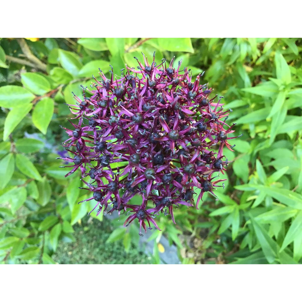 Allium atropurpureum - Ajo decorativo