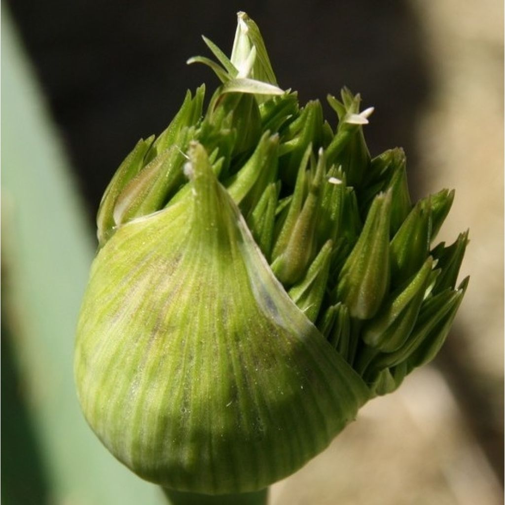 Allium christophii - Ajo decorativo