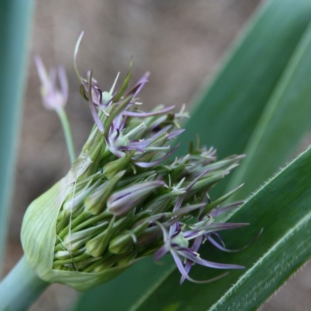 Allium christophii - Ajo decorativo