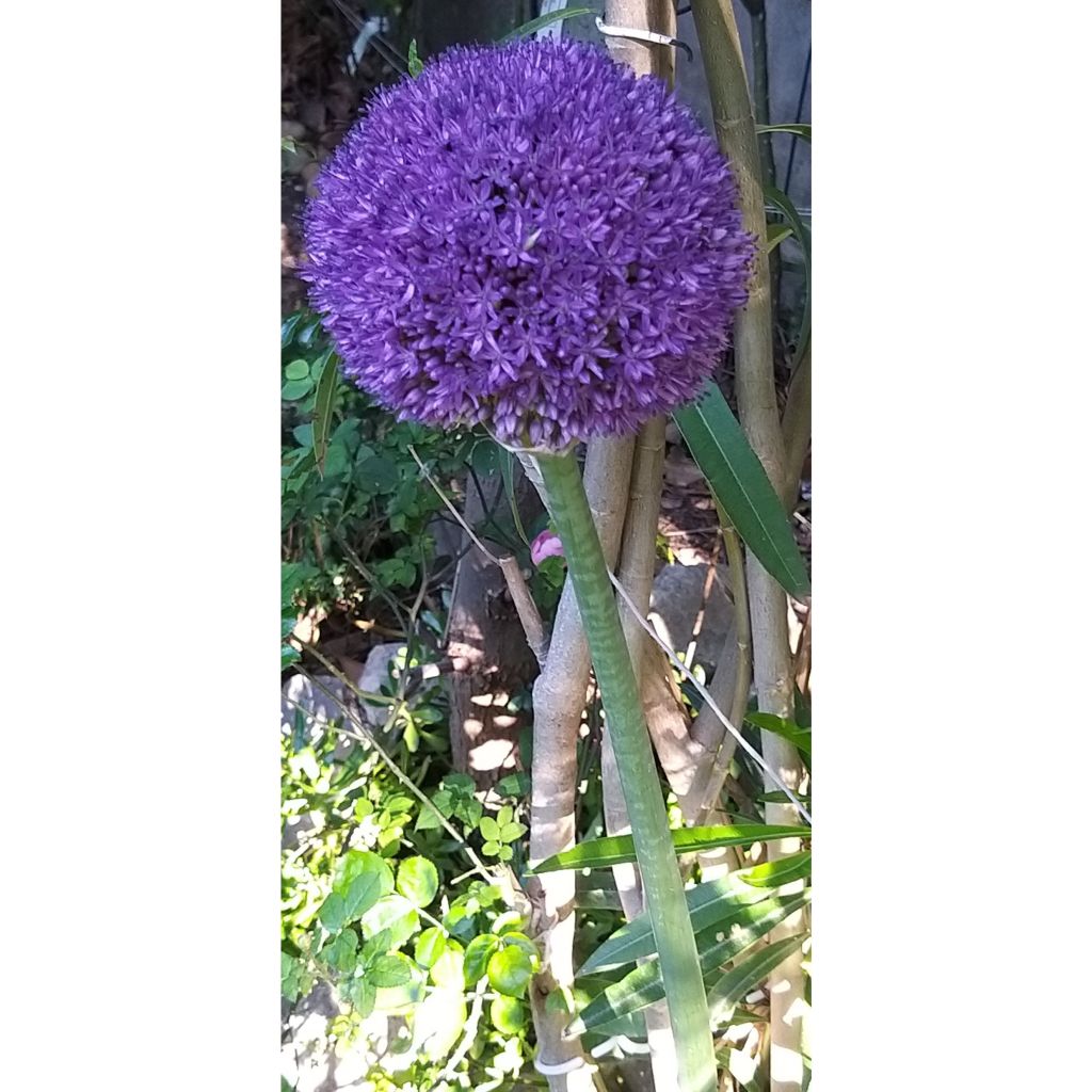 Allium giganteum - Allium gigante