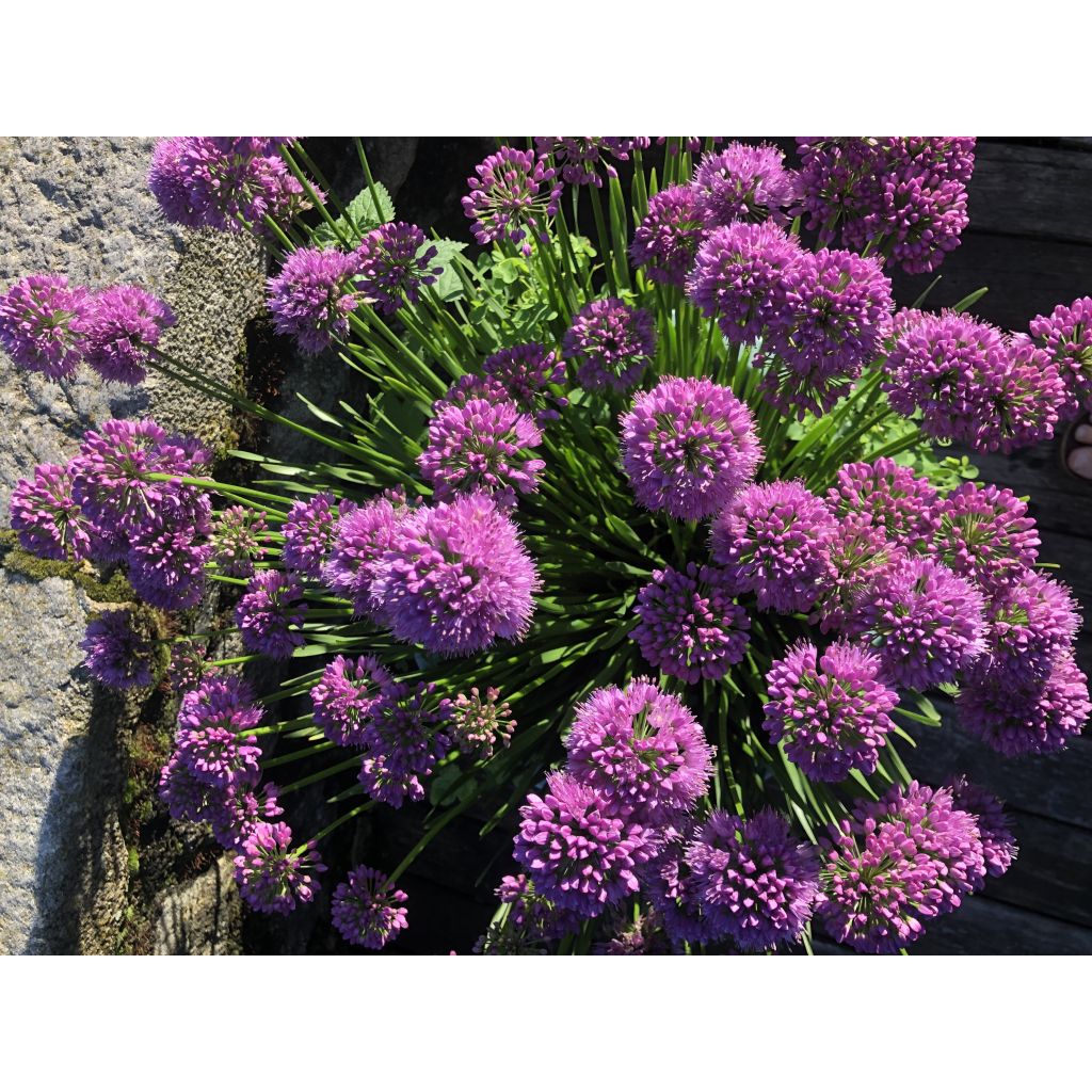 Allium Millenium - Ajo decorativo