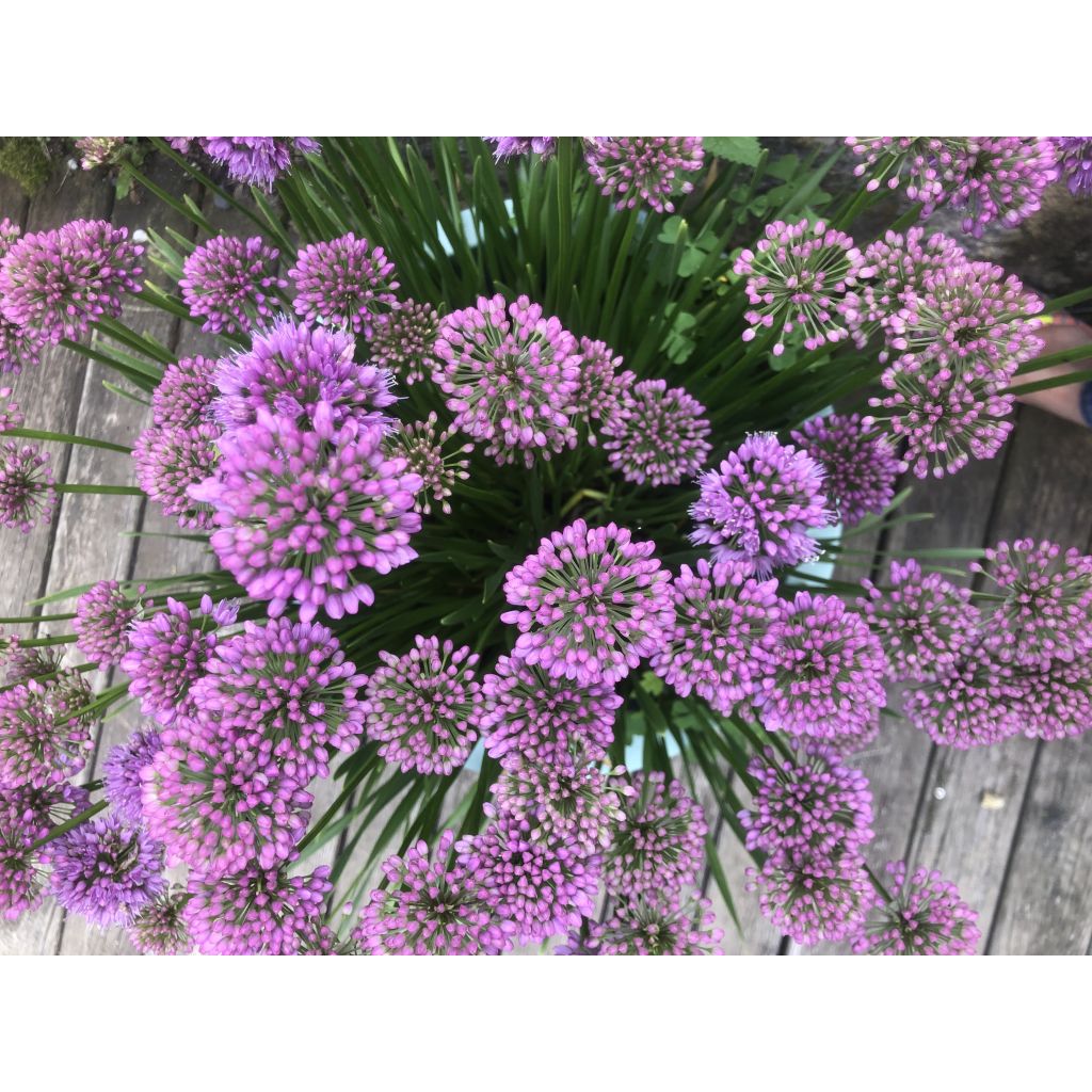 Allium Millenium - Ajo decorativo