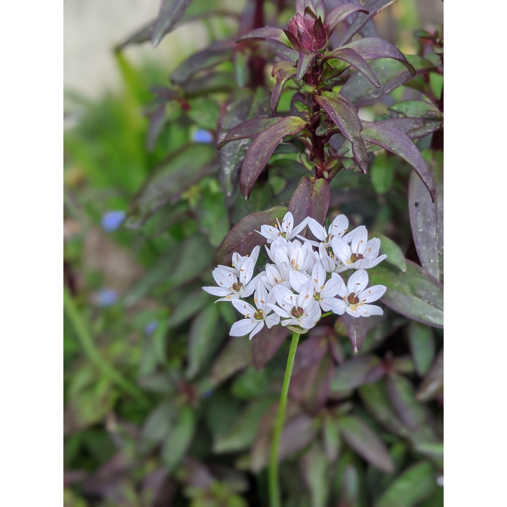 Allium neapolitanum - Ajo blanco