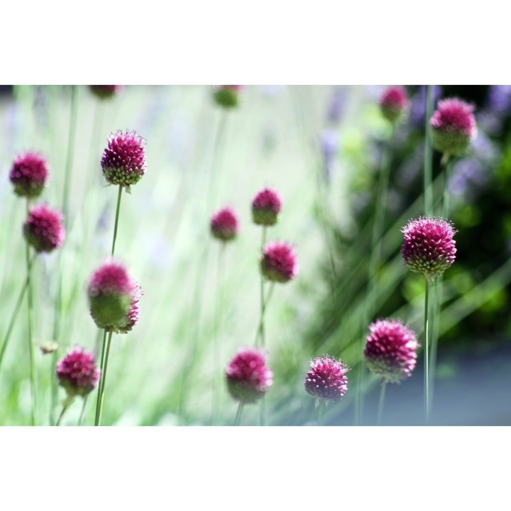 Allium sphaerocephalon - Ajo decorativo