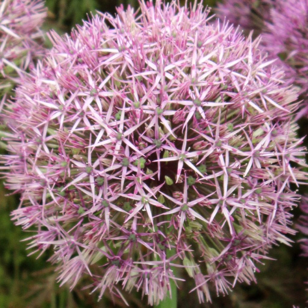 Allium Universe - Ajo decorativo