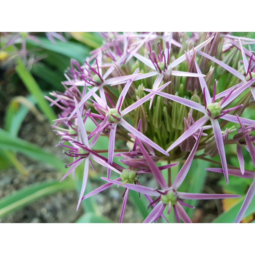 Allium christophii - Ajo decorativo