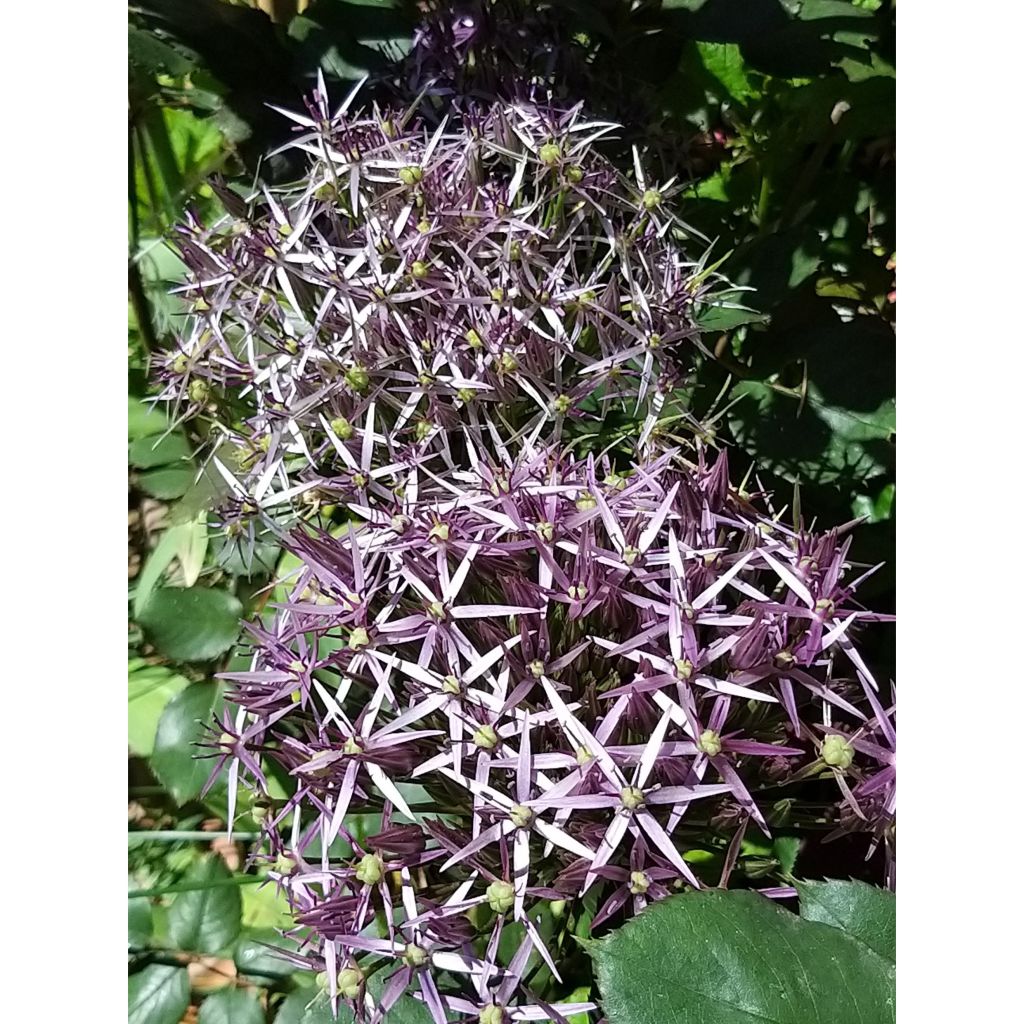 Allium christophii - Ajo decorativo