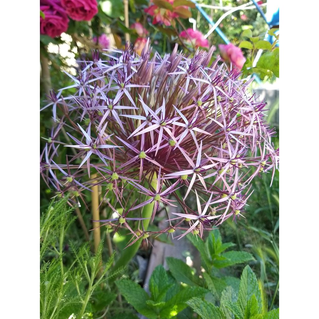 Allium christophii - Ajo decorativo