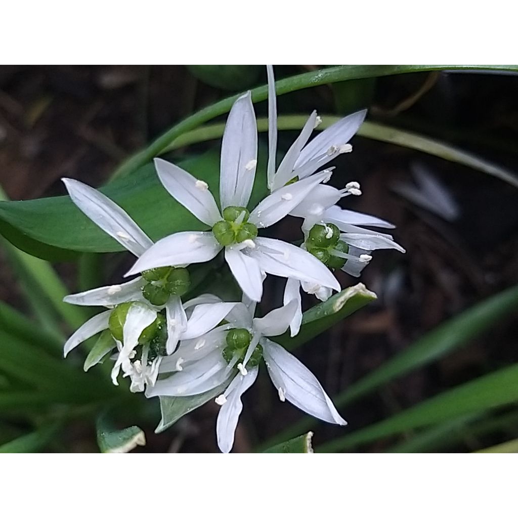 Ajo de oso - Allium ursinum