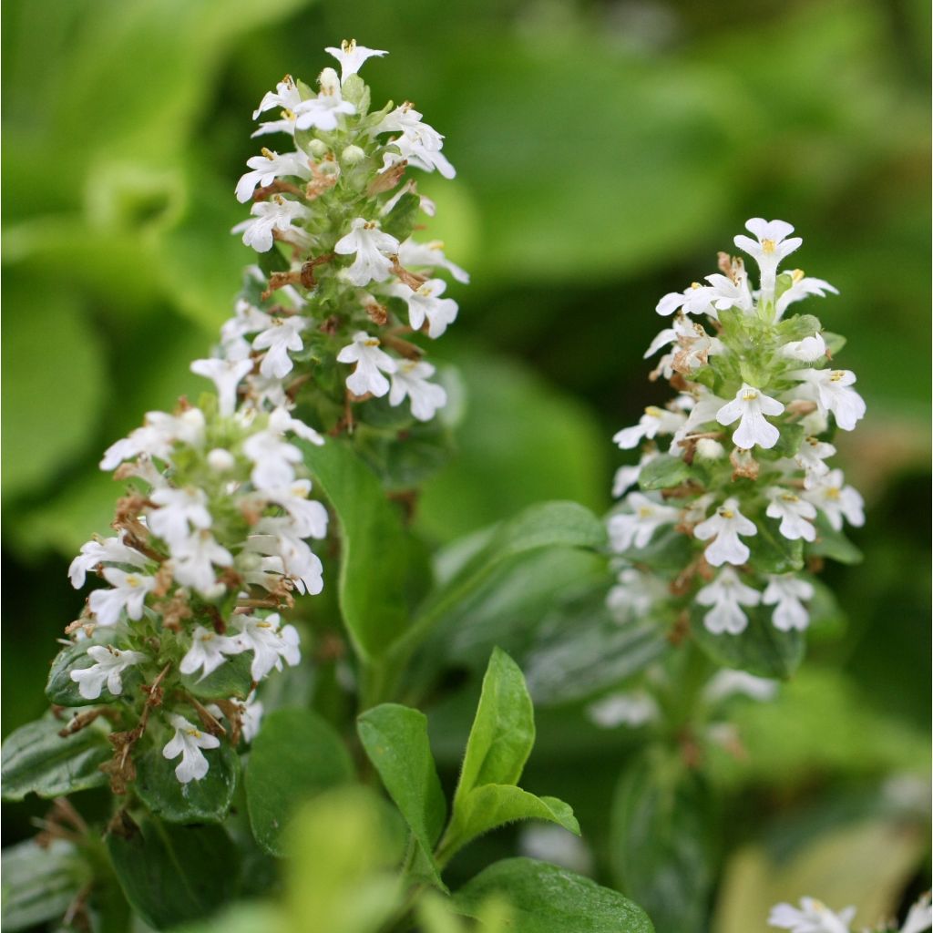 Ajuga reptans Sanne