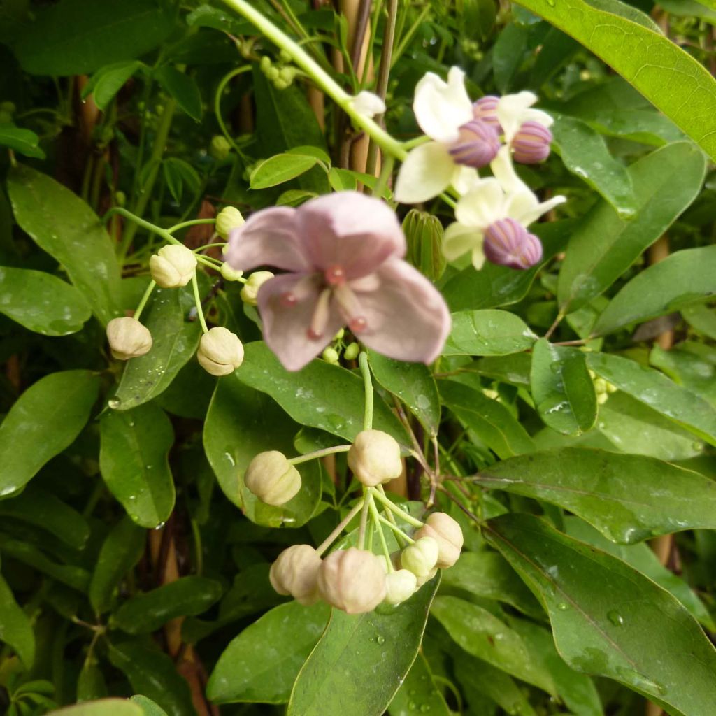 Akebia de cinco hojas Silver Bells