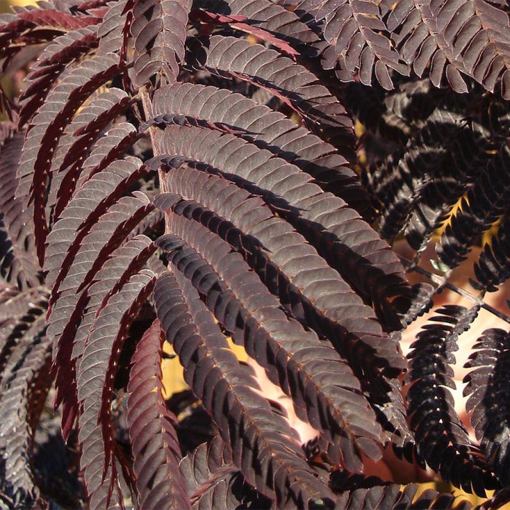 Acacia de Constantinopla Evey's Pride - Albizia