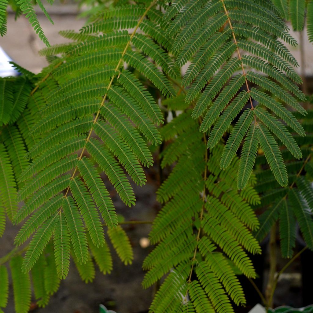 Acacia de Constantinopla Ombrella - Albizia