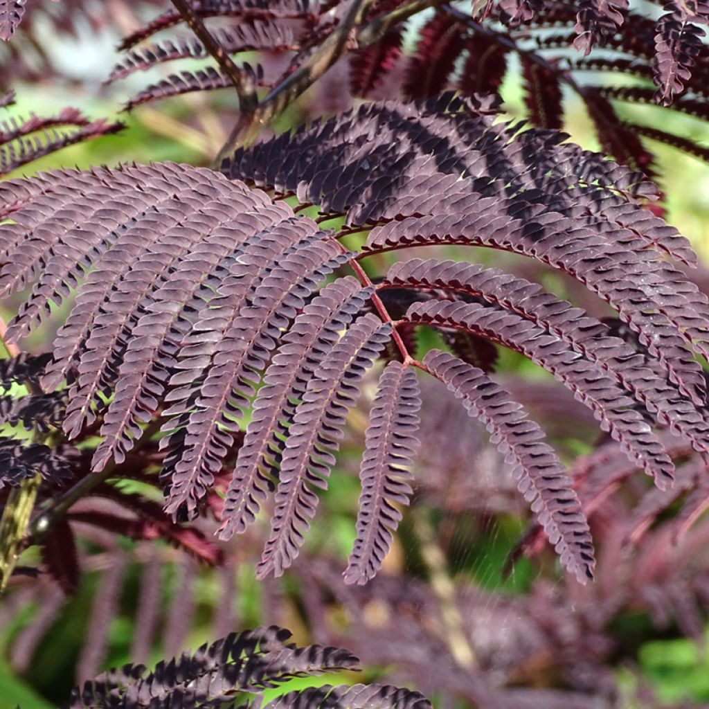 Acacia de Constantinopla Summer Chocolate - Albizia