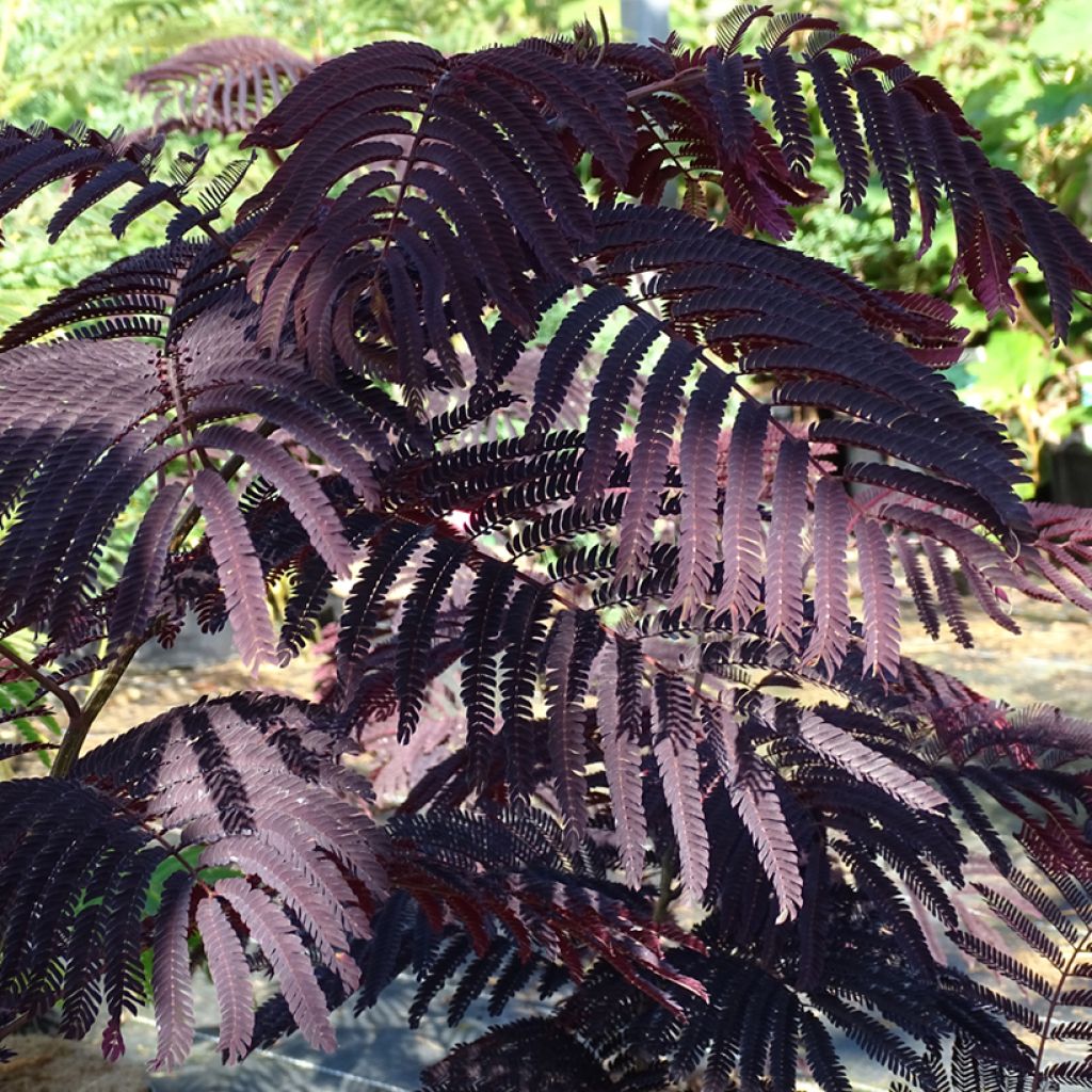 Acacia de Constantinopla Summer Chocolate - Albizia