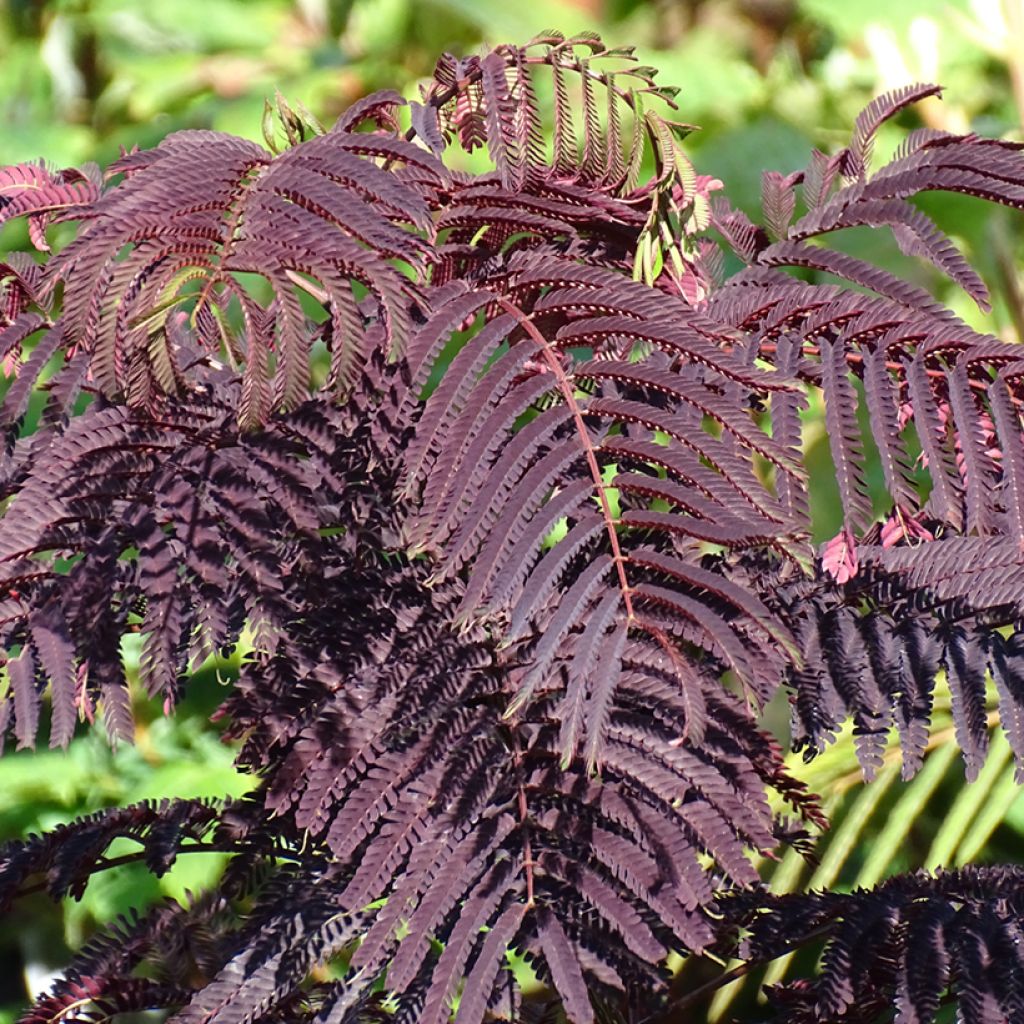 Acacia de Constantinopla Summer Chocolate - Albizia