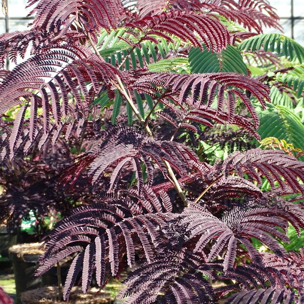 Acacia de Constantinopla Summer Chocolate - Albizia