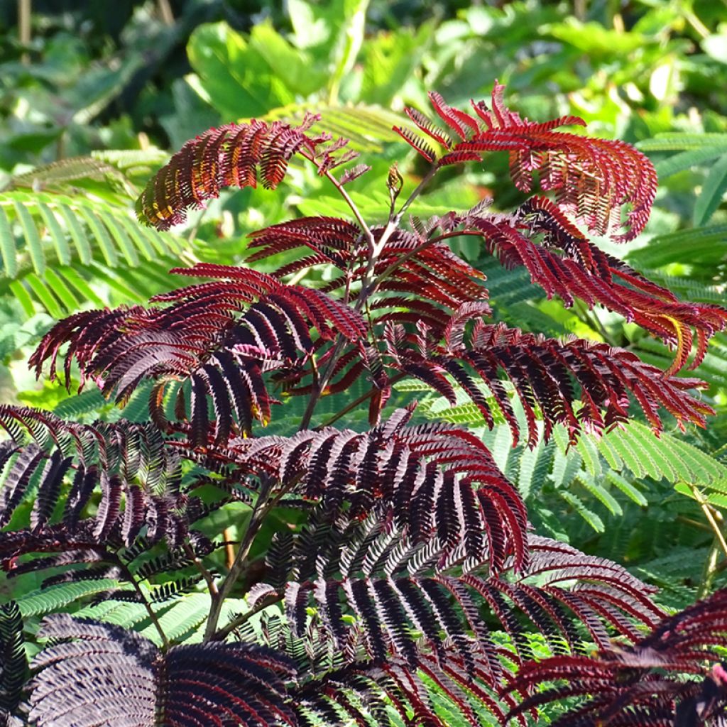 Acacia de Constantinopla Summer Chocolate - Albizia