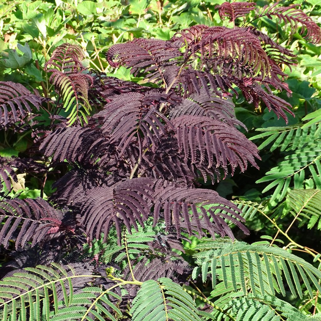 Acacia de Constantinopla Summer Chocolate - Albizia