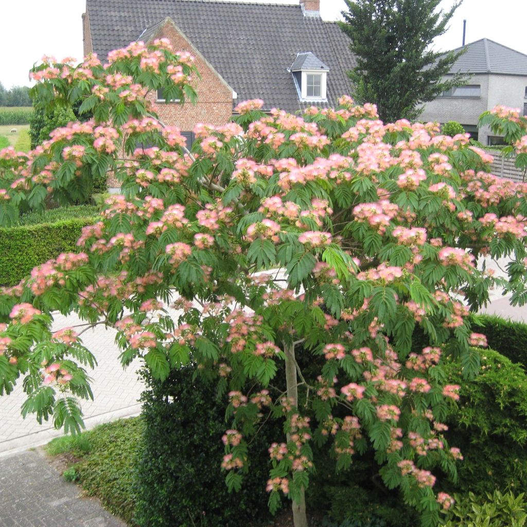 Acacia de Constantinopla Tropical Dream - Albizia